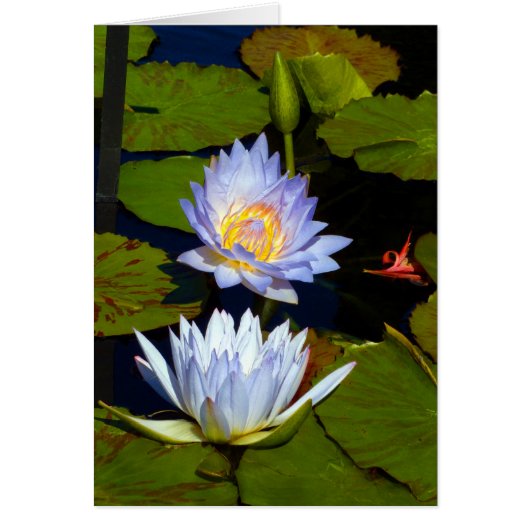 Blue Water Lilies Cards (Front)