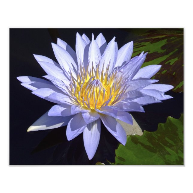 Blue Water Lily 14" x 11" Photo Print (Front)