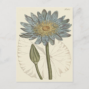 Blue Water Lily Illustration Postcard