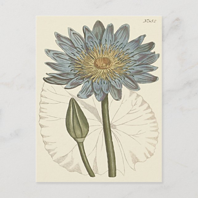 Blue Water Lily Illustration Postcard (Front)