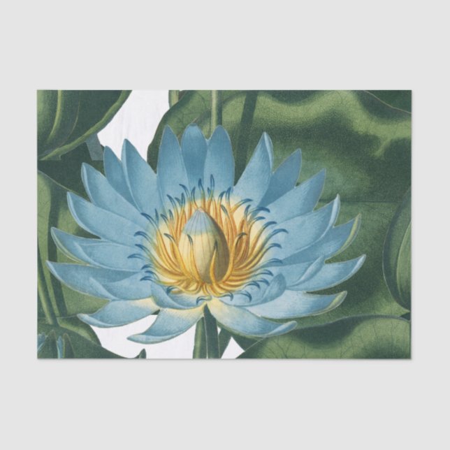 Blue Waterlily Flower Vintage  Tissue Paper (Front)