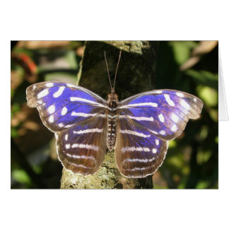 Blue Wave Butterly Cards
