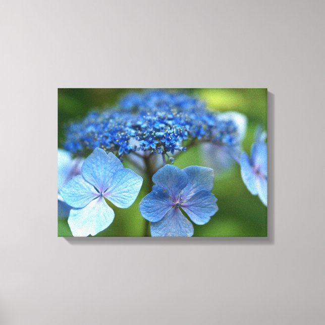 Blue Wave Lacecap Hydrangea Canvas Print (Front)