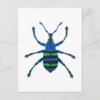 Blue Weevil Postcard