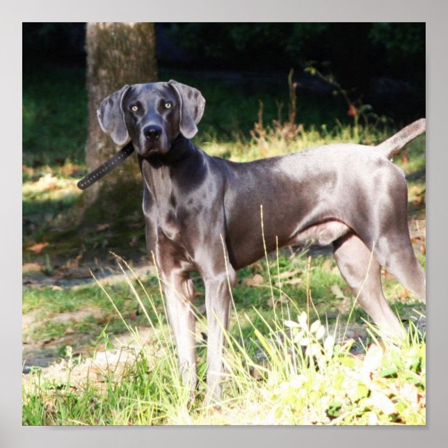 Blue Weimaraner Poster (Front)