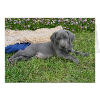 Blue Weimaraner Puppy Cards