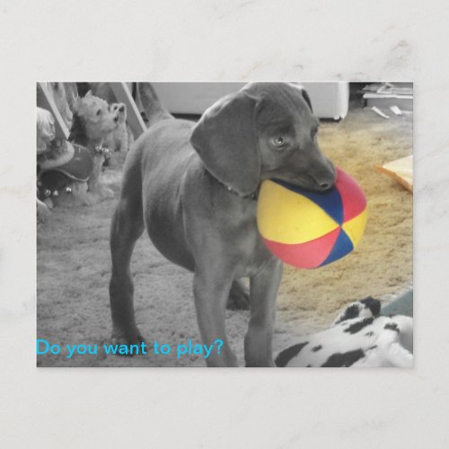 Blue Weimaraner Puppy playing Postcard