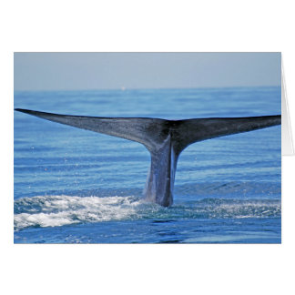 Blue Whale Fluke Cards