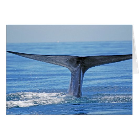 Blue Whale Fluke Cards (Front Horizontal)