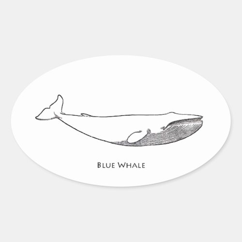 Blue Whale Illustration line art Oval Sticker