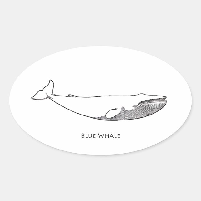 Blue Whale Illustration (line art) Oval Sticker (Front)