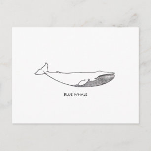 Blue Whale Illustration (line art) Postcard