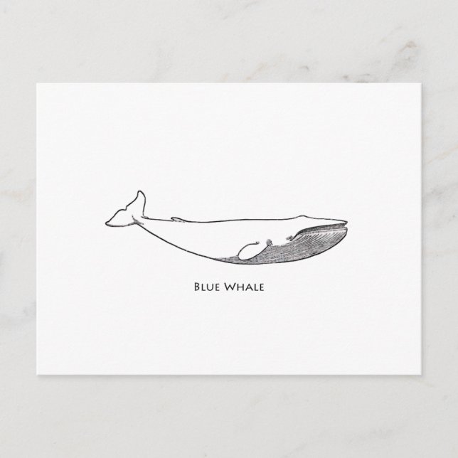 Blue Whale Illustration (line art) Postcard (Front)