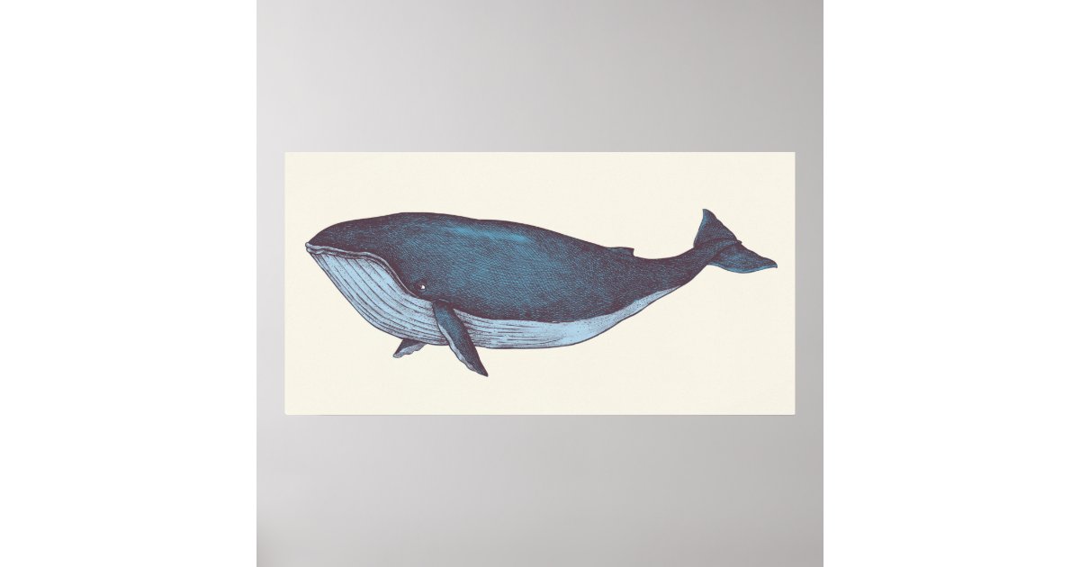 Blue Whale Poster | Zazzle