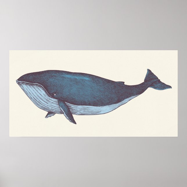 Blue Whale Poster (Front)