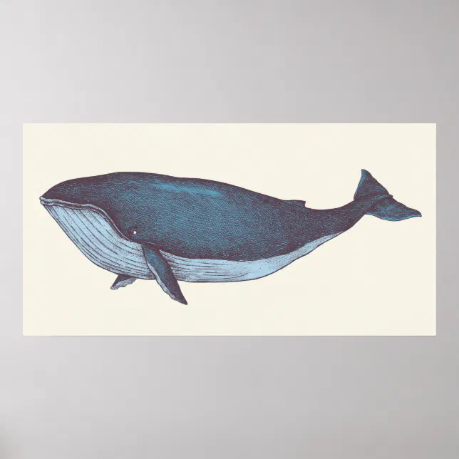 Blue Whale Poster | Zazzle