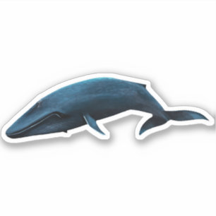 BLUE WHALE STICKER