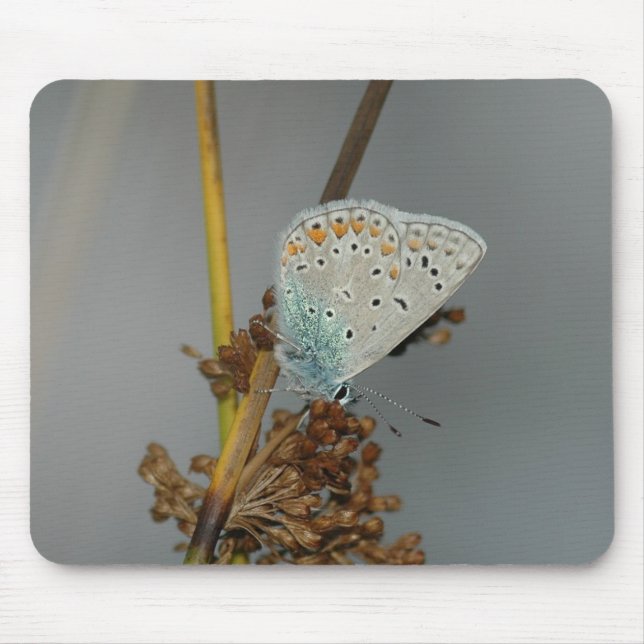Blue White Orange with Black Spots Butterfly Mouse Pad (Front)