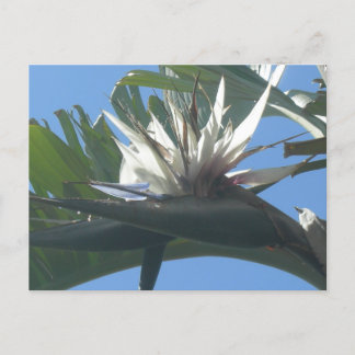 Blue White Strelitzia Flower DIY Postcard