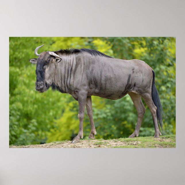 Blue wildebeest poster (Front)