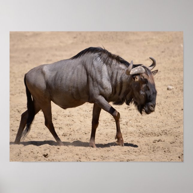 Blue wildebeest walking poster (Front)