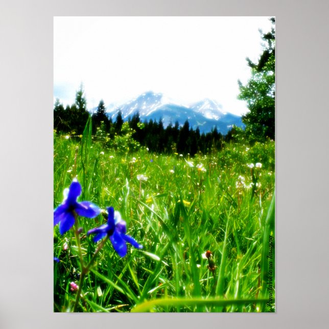 Blue Wildflowers by Mountain Peaks Poster (Front)