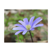 Blue Windflower