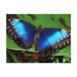 Blue Wing Butterfly Postcard