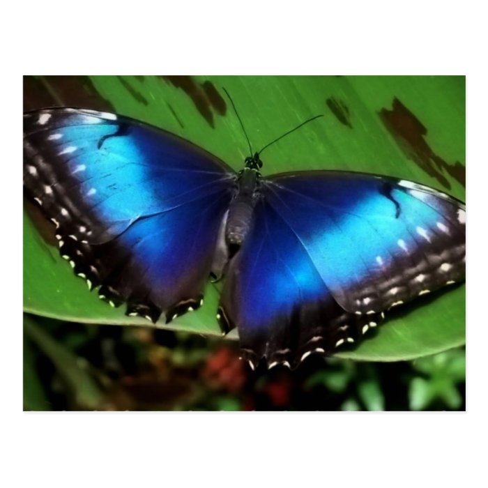 Blue Wing Butterfly Postcard