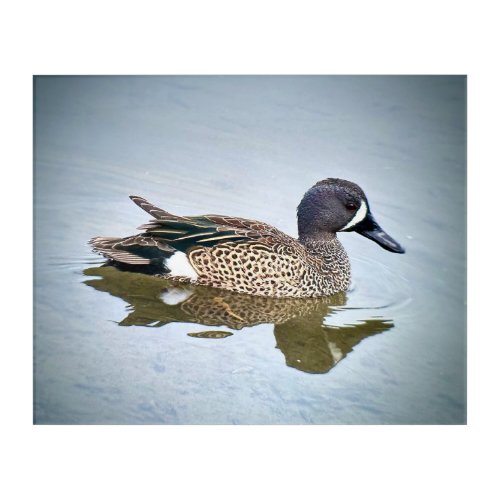 Blue_winged Teal Acrylic Print