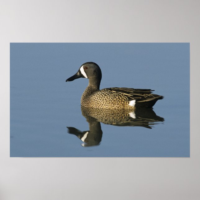 Blue-winged Teal, Anas discors,male, Port Poster (Front)
