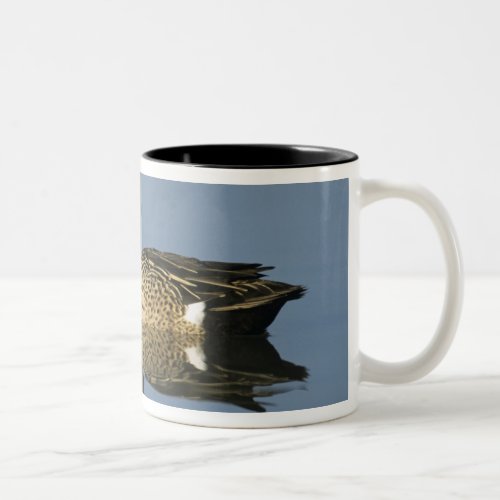 Blue_winged Teal Anas discorsmale Port Two_Tone Coffee Mug