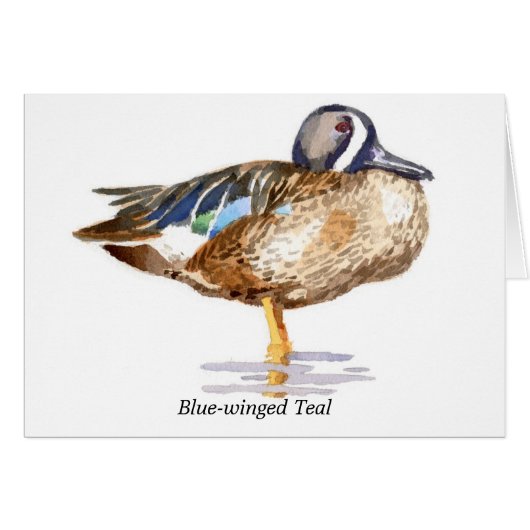 Blue-winged Teal Cards (Front Horizontal)
