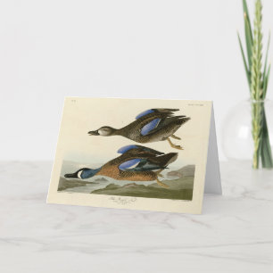 Blue-Winged Teal from Audubon's Birds of America Card