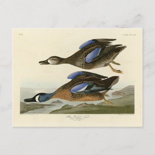 Blue_Winged Teal from Audubons Birds of America Postcard