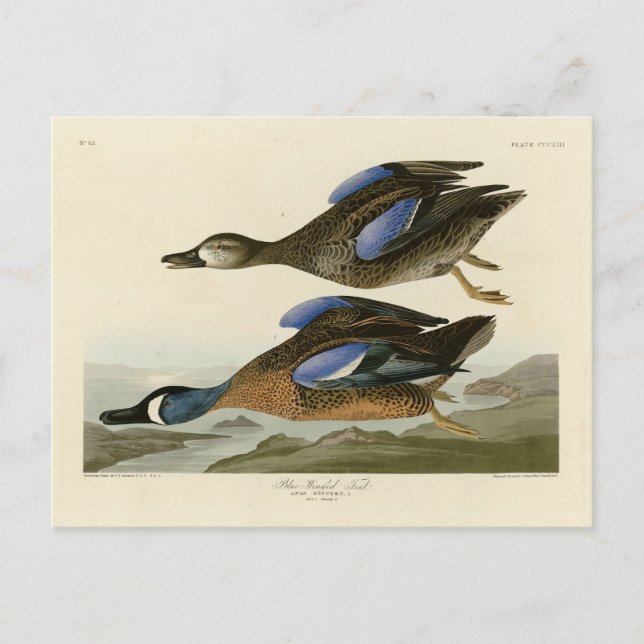 Blue-Winged Teal from Audubon's Birds of America Postcard (Front)