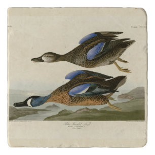 Blue-Winged Teal from Audubon's Birds of America Trivet