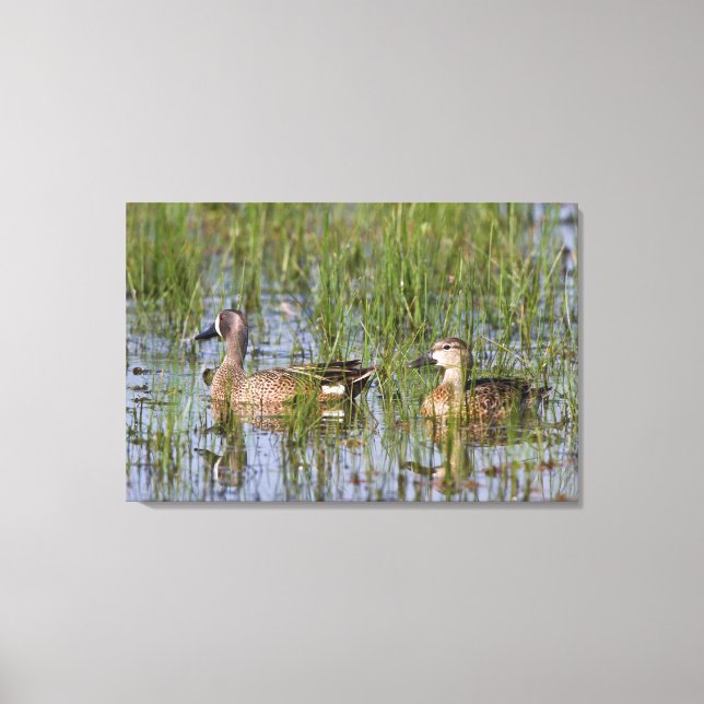 Blue-winged Teal male and female in wetland Canvas Print (Front)