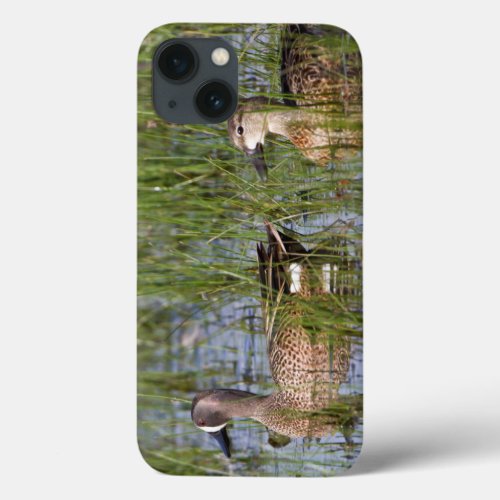 Blue_winged Teal male and female in wetland iPhone 13 Case