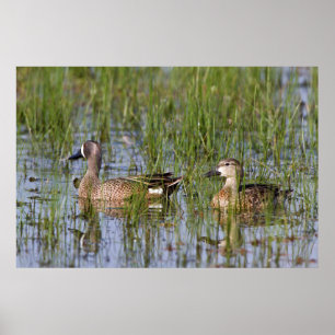 Blue-winged Teal male and female in wetland Poster