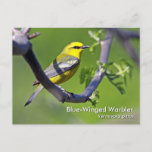 Blue-winged Warbler Postcard at Zazzle