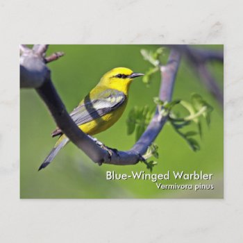 Blue-winged Warbler Postcard by DEidamPhoto at Zazzle