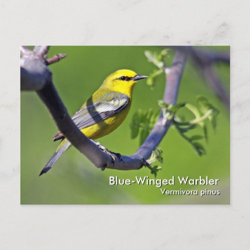 Blue_Winged Warbler Postcard