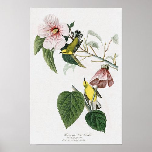 Blue_winged Yellow Warbler Audubon Birds America Poster