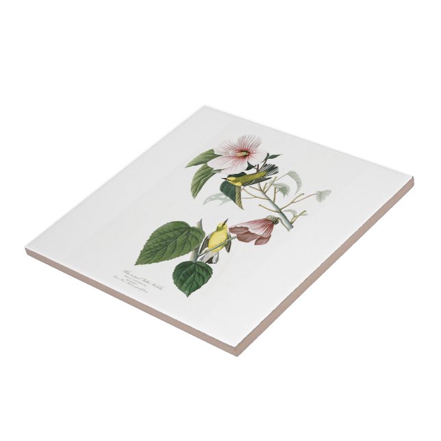 Blue-winged Yellow Warbler Audubon Birds America Tile (Side)