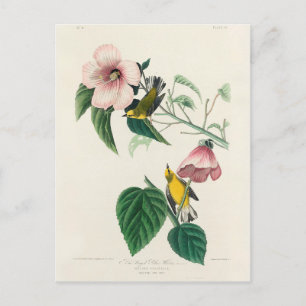 Blue-winged Yellow Warbler from Birds of America Postcard