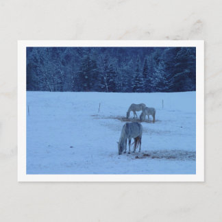 Blue Winter Horses Postcard