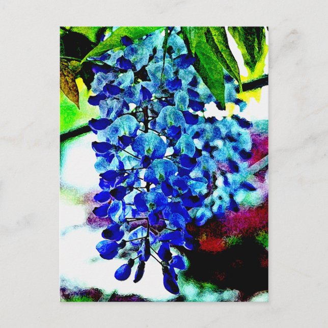 Blue Wisteria Postcard (Front)