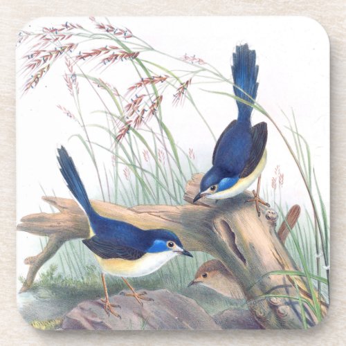 Blue Wren Birds Wildlife Floral Wildlife Flowers Drink Coaster