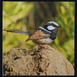 Blue Wren Napkin<br><div class="desc">Male Blue wren or superb Fairy wren on rock in a garden</div>